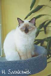 Noblesse von der Katzenfreiheit 28. April 2002