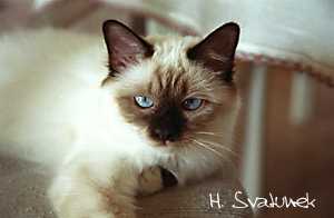 Noblesse von der Katzenfreiheit 28. April 2002