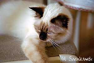 Noblesse von der Katzenfreiheit 28. April 2002