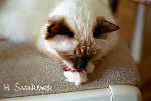 Noblesse von der Katzenfreiheit 28. April 2002
