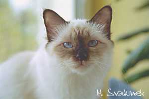 Noblesse von der Katzenfreiheit 28. April 2002
