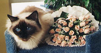 neben mir verblassen sogar die Rosen